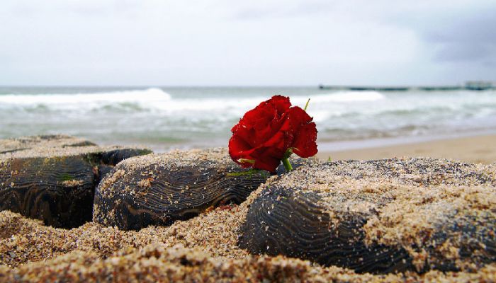 Rose ved havet som viser ceremonien kan holdes på stranden