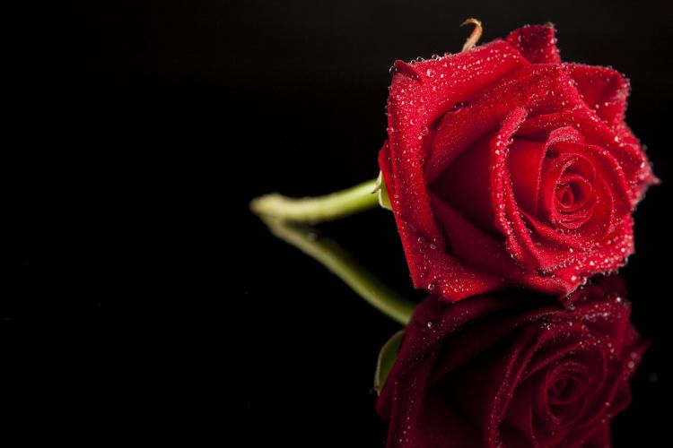 farvelrose, kasterose til bisættelse og begravelse, Langstilket rød rose
