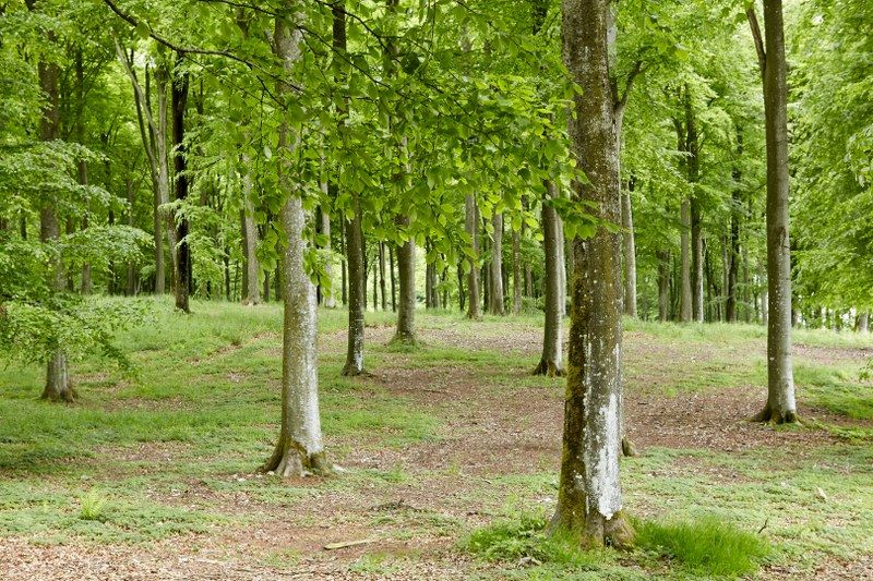 skovbegravelse med urnegravplads i skoven